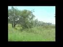 Perl of Africa-Life in Technicolor Perl of Africa-Life in Technicolor