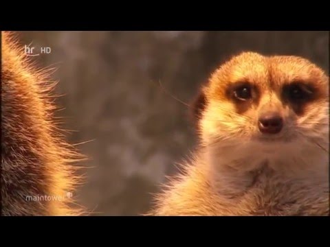 Kronberg: Opel-Zoo - Der Opel-Zoo im Winter