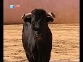 Gato Fedorento: Cavaleiro Ant�nio Azevedo