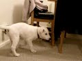 Kiba, Yazmina and Jasper