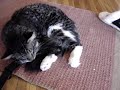眠りネコ動画
