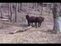 Oxen in Medieval England