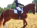 détente dressage CCE Loyale Fontenay juin 2008 détente dressage CCE Loyale Fontenay juin 2008