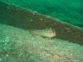 Blenny Fest