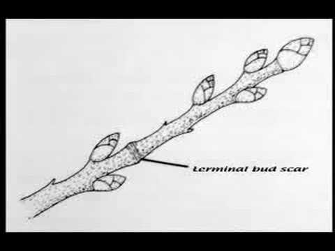 Common Vision | Fruit Tree Care | Tree Basics