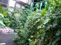 家庭菜園動画4