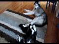 Back Scratch Fever - Mishka & Moki
