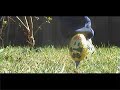 The Eggsterminator The Eggsterminator