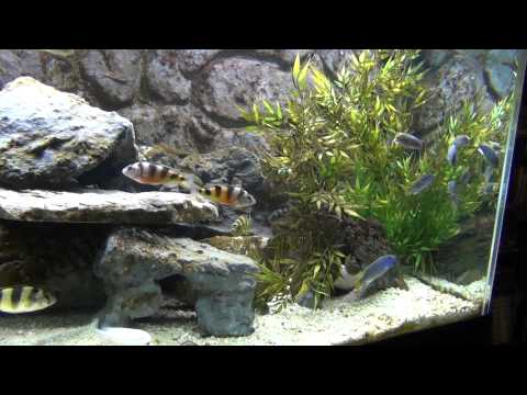 how to vent yellow tail acei