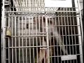 Monkeys tortured at Oregon Primate Center