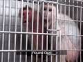Monkeys tortured at Oregon Primate Center