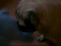 When Pugs Attack