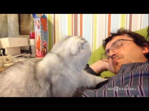 A vida de um gato aborrecido