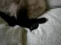 videos de The Headless Cat