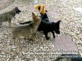 Click here to watch this video Vom Ostschutz I Litter