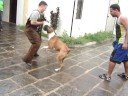 Boxer Wilker Boxer Wilker