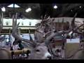 biggest bucks in the world