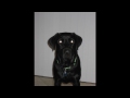 the most cute lab 2