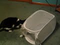 Squidward PLaying with laundry basket