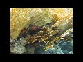 Woodhouse Reef (Egitto)