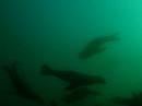 Monterey sea Lions