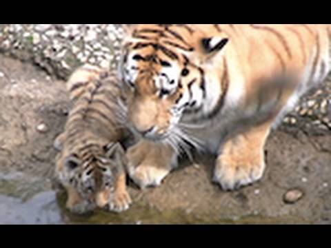 tiger %