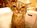 Funny Cats - Смешные кошки - Лучшие коты 2010 года