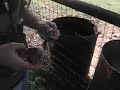 dove hunt the first kill dove hunt the first kill
