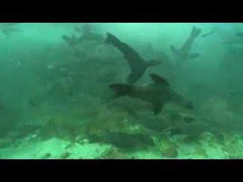 An amazing production that will just knock your socks off!

This is from Rhonda Byrne, my good friend and Creator of The Secret 
 
Every good thought, every good word, every good emotion, and every act of kindness, is lifting the vibration of you...