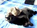 Cats you'll see :)