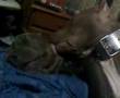 videos de true love