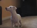 Bauer the Buddy Dog does His Tricks