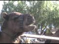 Camel Park