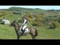 teddy doing xc