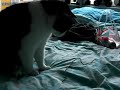domino speelt!