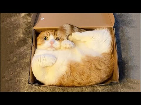 Funniest Cats 😹 - Don't try to hold back Laughter 😂 - Funny Cats Life
