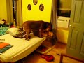 DOGGG!