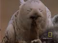 A snowy owl father hunts round the clock to feed his hungry chicks. See All National Geographic Videos video.nationalgeographic.com
