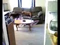 Funny dog fight.3g2 Funny dog fight.3g2
