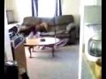 videos de Funny dog fight.3g2