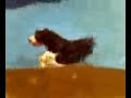 my wonderful dog cokelight part2