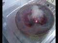 Mini Mister with food colouring