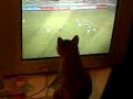 LA GATA GRISI MIRANDO FUTBOL POR TV