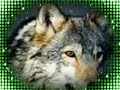 Animals Animals