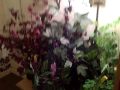 How to pack your plants in your check in luggage to survive an transcontinental airplane trip