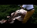 les vaches les vaches