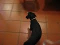 Cane comunista