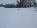 Papillon Muppet comes running in the snow on Christmas Eve 2