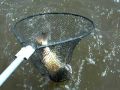 Jonathan Toner's Redfish!