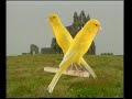Naturaves - (Postura) Bernoise.avi